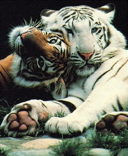 le tigre