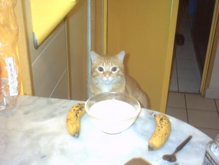 mon chat